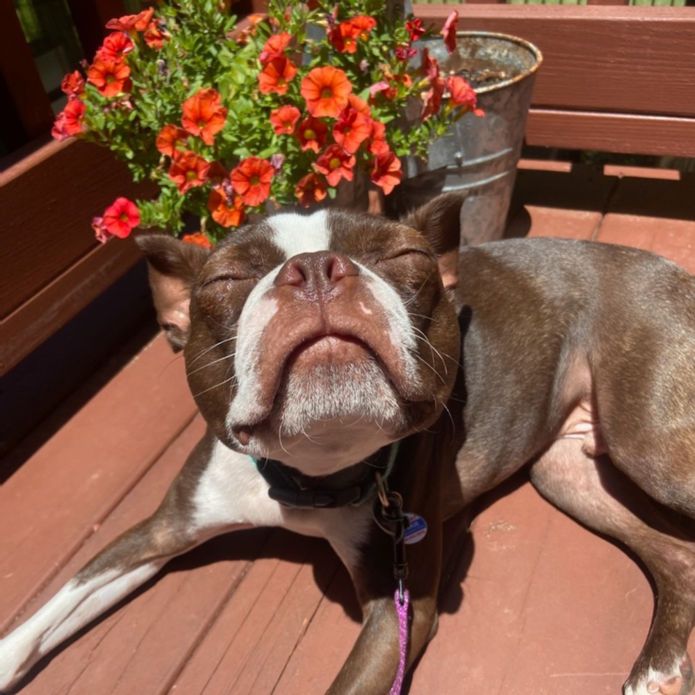 Meet your Posher, Rosie